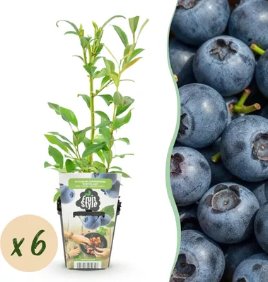 Image de Myrtille - Vaccinium corymbossum Northland - Rustique - 6 Plants - 15-25cm - Ø9cm - Plante de jardin