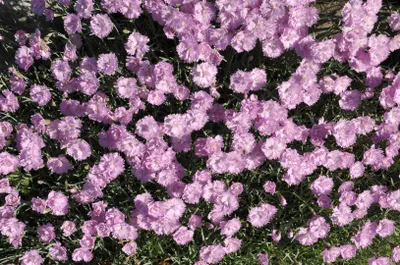Produktbild von Dianthus gratianopolitanus 'Pink Jewel', Nelke, rosa, ca. 9x9 cm Topf