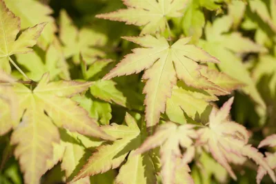 Produktbild von Acer palmatum 'Katsura', Japanischer Ahorn, orange-gelb, 100–125 cm