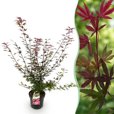 Zdjęcie produktu dla Acer palmatum Shaina – klon japoński – liściasty – czerwony - 80-90cm - Ø26cm - Roślina ogrodowa