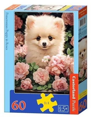 Image de CASTORLAND Puzzle Six Pomeraniana en rangées de 60 pièces