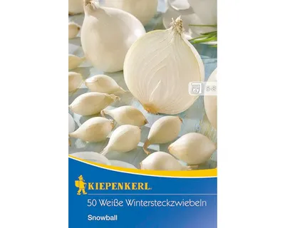 Produktbild von Wintersteckzwiebel Snowball Kiepenkerl 50 Stk.