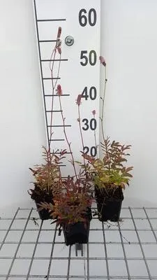Zdjęcie produktu dla 6 x Sanguisorba off. pink Tanna' - Pimpinelle - Doniczka 9 x 9 cm