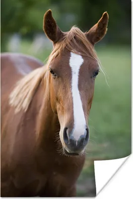 Produktbild von MuchoWow® Poster Pferd - Natur - Porträt 60x90 cm - Wanddekoration