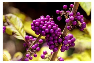 Produktbild von Callicarpa bodinieri Profusion – Purpurbeeren-Strauch, ca. 45 cm – Zierpflanze für Garten, Terrasse und Balkon
