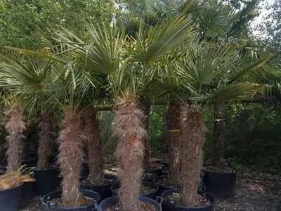 Produktbild von Palme Hanfpalme Trachycarpus Fortunei Gesamthöhe ca. 200cm - 240cm Winterhart –19 °C, Stamm ca. 100 cm aus Nord Spanien