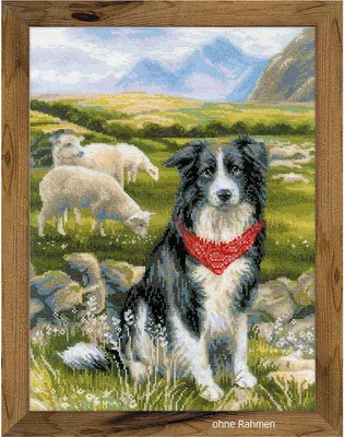 Imagen del producto de Kit de bordado de punto de cruz Riolis "Border Collie", incluye el patrón
