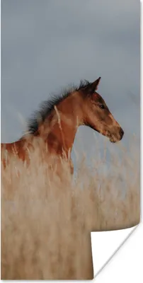 Produktbild von MuchoWow® Poster Pferd - Luft - Gras 20x40 cm - Plakat - Foto