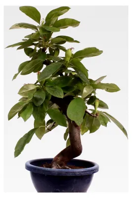 Produktbild von Bonsai - Pseudocydonia sinensis, Holzquitte