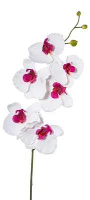 Produktbild von Kunstblume PHALAENOPSIS, ORCHIDEENZWEIG 76cm WEISS-LILA