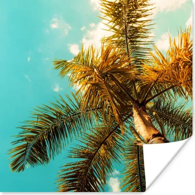 Produktbild von MuchoWow® Poster Palme - Sommer - Tropisch 100x100 cm - Babyzimmer
