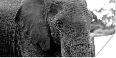 Produktbild von MuchoWow® Poster Nahaufnahme eines Elefanten in der Natur in Schwarz und Weiß 160x80 cm - Foto Poster