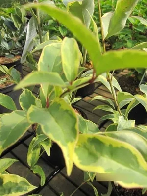 Produktbild von Ligustrum japonicum Columbine Brizeise - japanischer Silberliguster 30-40