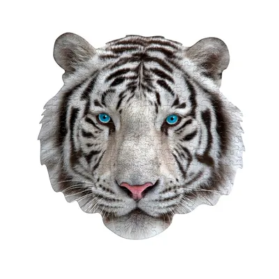 Image de Puzzle de contour 300 Je suis - Tigre blanc