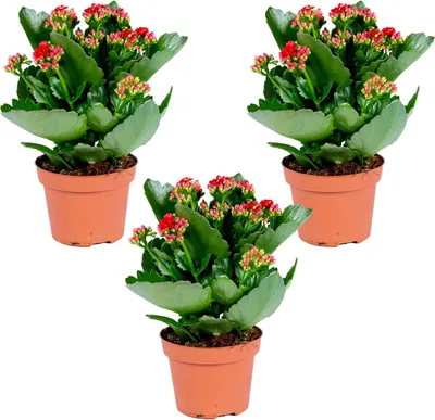 Produktbild von Kalanchoe | Rot pro 3 Stück - Außen- und Zimmerpflanzen in den Kindergärten 12 cm - -3025-30 cm