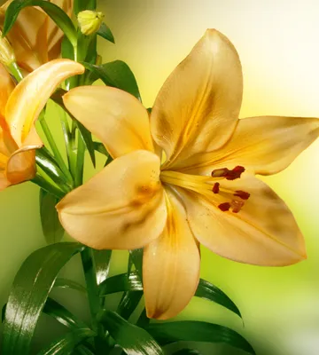 Produktbild von Fototapete - Lily 225x250cm - Vliestapete