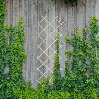 Produktbild von Ausziehbares Pflanzenspalier-Set, 180x60 cm, 3er-Pack