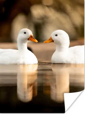 Produktbild von MuchoWow® Poster Ente - Weiß - Tiere - Wasser - Vogel - Enten 90x120 cm - Wohnzimmer