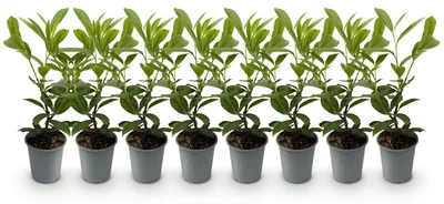 Image de Green boutiQ - Plantes de haie - Prunus laurocerasus Rotundifolia - feuillage vert - 8 plants - 1 mètre linéaire - à feuillage persistant - pot de 9 cm, hauteur 30-35 cm