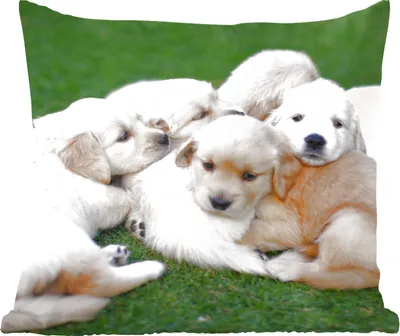 Produktbild von MuchoWow® Zierkissen Sofakissen Wohnzimmer Dekokissen 60x60 cm Tiere - Welpen - Hunde - Sitzfläche - Foto Polster