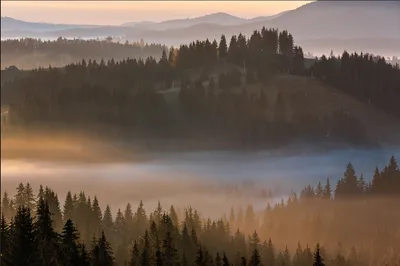 Produktbild von Muralo Fototapete Wald im Nebel 368 (B) x 254 (H) cm Vlies Tapete Wandtapeten Gebirge Bäume Wohnzimmer Schlafzimmer moderne Wandbilder XXL Landschaft Panorama Wand Dekoration
