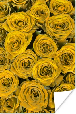 Produktbild von MuchoWow® Poster Rosen - Blumenstrauß - Gelb 20x30 cm - Papierdruck