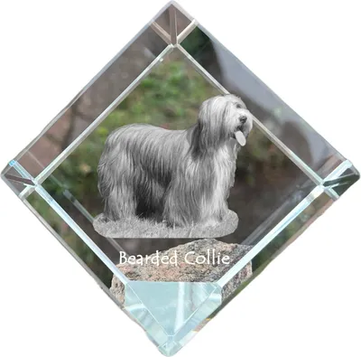 Immagine prodotto di Art-Dog Fermacarte – Collie barbuto