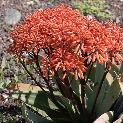 Obrázek produktu pro Aloe pruhovaná (Aloe striata) – 10 semen