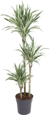Obrázek produktu pro Dracaena White Stripe, 150cm, Ø24cm, pokojová rostlina se zelenými listy zelená