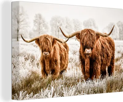 Produktbild von OneMillionCanvasses® - Leinwandbilder - 150x100 cm, Schottisches Hochlandrind - Kuh - Tiere - Natur - Heidekraut, Wandbilder Kunstdruck Wanddekoration - Foto auf Leinwand - Gemälde