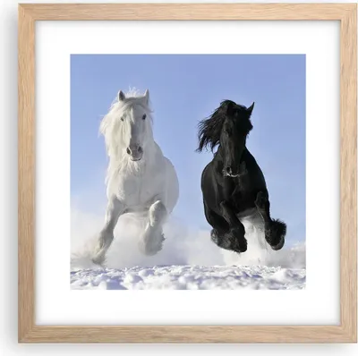Produktbild von Gerahmtes Poster - Rahmen in heller Eiche - Tiere Schönheit Wettbewerb - 30x30 cm - Wand Bild - Wanddeko - Wandbilder - Wandposter - Bilderrahmen - Bilder - Kunstdruck - Wandbild - P2NAC30x30-2179