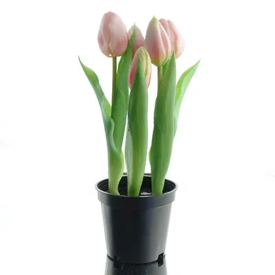Produktbild von GASPER Tulpen Rosa im Topf 5 Blüten - Kunstblumen