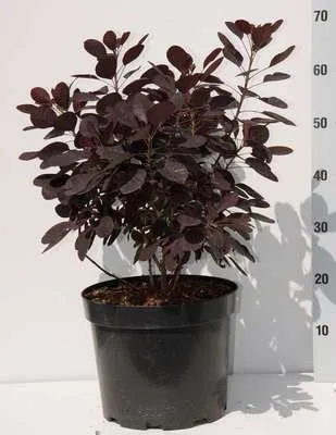 Produktbild von Cotinus cogg. 'Royal Purple' - Roter Perückenstrauch 60- 80 cm Container