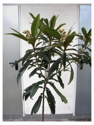 Produktbild von Eriobotrya japonica - Japanische Wollmispel - 125-150 cm