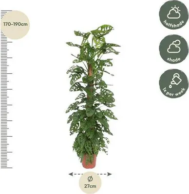 Zdjęcie produktu dla Monstera Monkey Leaf na podkładce z mchu, średnica 27 cm ↕ 180 cm, tropikalna roślina pnąca, liść okienny