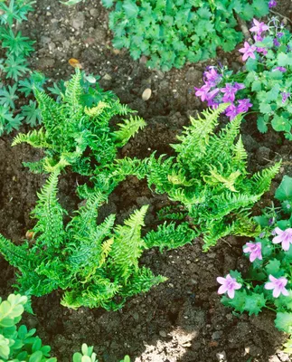 Produktbild von Dryopteris affinis 'Crispa Congesta', Farn, ca. 9x9 cm Topf