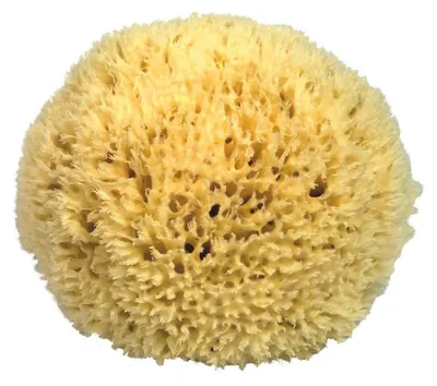 Produktbild von Croll & Denecke Naturschwamm, Natur, ca. 25 cm