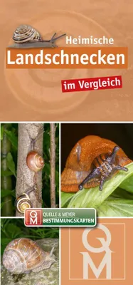 Obrázek produktu pro Heimische Landschnecken im Vergleich