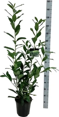 Produktbild von Prunus laurocerasus Caucasica 15-20 cm - Kirschlorbeer - Lorbeerkirsche