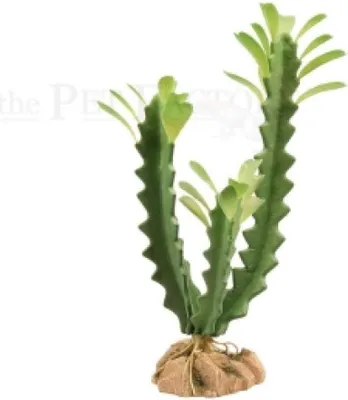 Produktbild von Euphorbia