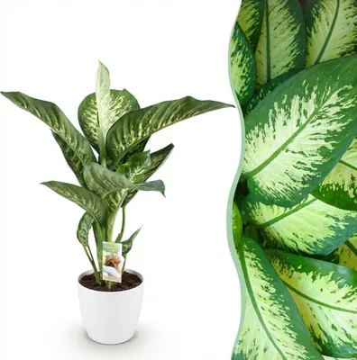 Produktbild von Green boutiQ - Zimmerpflanzen - Diefenbachia Tropic Snow - Dieffenbachia - Wenig Pflege - mit Potter Weiß - Bunt - 1 Pflanze - mit Potter Weiß - Topf 21cm - Höhe 90-100cm