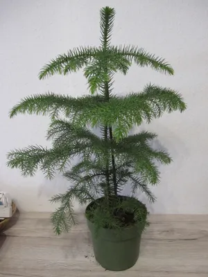 Produktbild von Araucaria heterophylla - Zimmertanne - Norfolktanne - 40-60cm