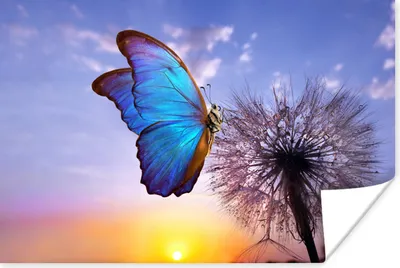 Produktbild von MuchoWow® Poster Schmetterling - Sonnenuntergang - Löwenzahn - Blau 90x60 cm - Schlafzimmer