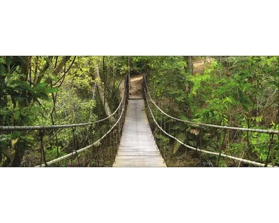Produktbild von Glasbild The Jungle GLA859 80x30 cm