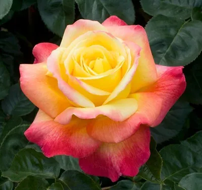 Produktbild von Rosa 'Pullman Orient Express'  - Stammrose - Rosa 'Pullman Orient Express'®