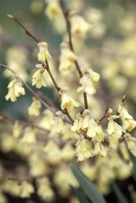 Produktbild von Corylopsis pauciflora, Scheinhasel, zartgelb, 60–80 cm