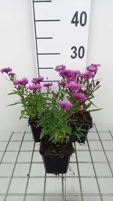 Produktbild von 6 x  Aster n.-b. 'Karminkuppel' - Herbstaster - Topf 9 x 9 cm