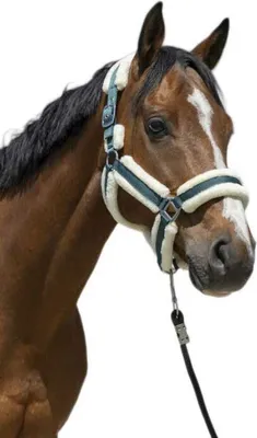 Produktbild von Norton Equestrian Cosy Halfter Full Full