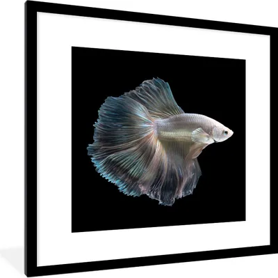 Produktbild von MuchoWow® Gerahmtes Poster Fisch - Schwanz - Weiß 40x40 cm - Poster mit Schwarzem Bilderrahmen Wandposter Rahmen Foto Bilder - Poster - Plakat im Rahmen