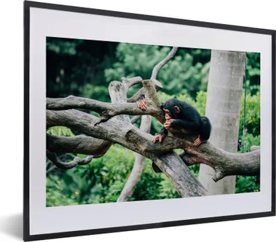 Produktbild von MuchoWow® MuchoWow® Gerahmtes Poster Junger Schimpanse im Dschungel 40x30 cm - Poster mit zchwarzem Bilderrahmen - Bilderrahmen - Poster im Rahmen